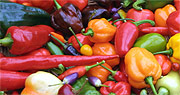 Chili-Ernte