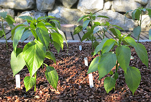 Chili-Pflanzen mit Kakao-Mulch