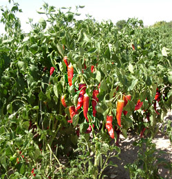 New Mexican Chiles, rotgereift