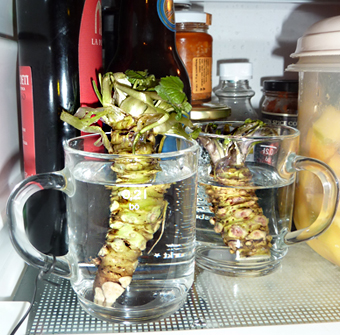 Wasabi-Aufbewahrung im Kühlschrank