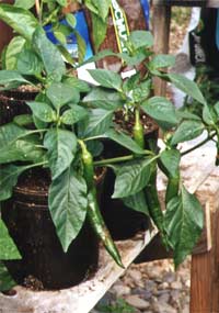 Chili-Pflanze