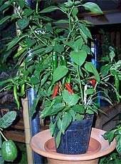 Chili-Pflanzen