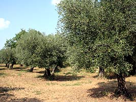 Alte Olivenbäume