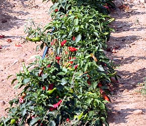 Peperoni-Pflanzen in Senise