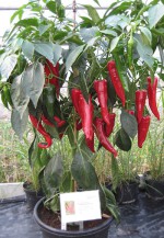 Chili Anbau Übersicht für ChiliGärtner Pepperworld