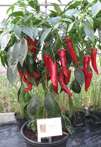 Chili Anbau - Übersicht für Chili-Gärtner