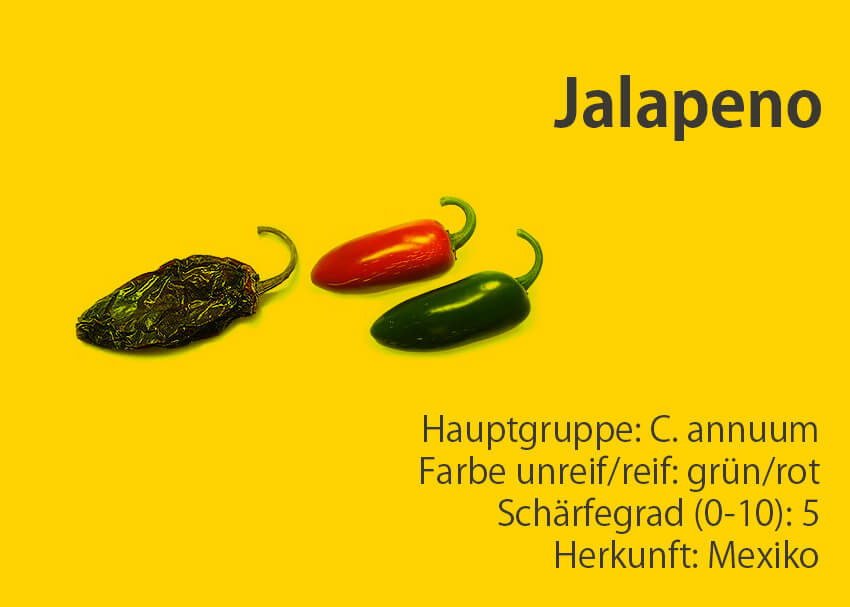 Jalapeno </br> Chili-Sorte