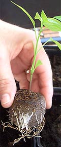 Im Chili Anbau kann auch der komplette Jiffy-Topf umpflanzt werden, das feine Netzgewebe zerfällt in der Erde.