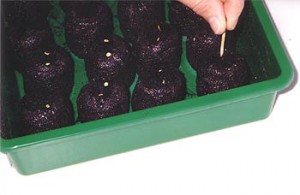 Eine Anzuchtbox von Jiffy ist für den Chili Anbau gut geeignet.