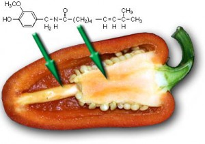Die chemische Zusammensetzung von Capsaicin in Chilis