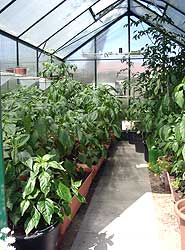 Das Chili Gewächshaus bietet viel Platz für viele Pflanzen.