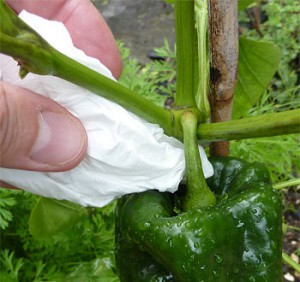 Chili-Tipp 6: Damit die Stengel nicht abbrechen, Flüssigkeit vorsichtig mit einem Taschentuch von der Pflanze tupfen.