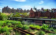 Urban Gardening - die umfassende Übersicht