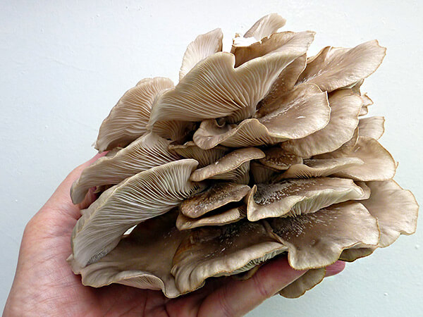 oyster_mushrooms