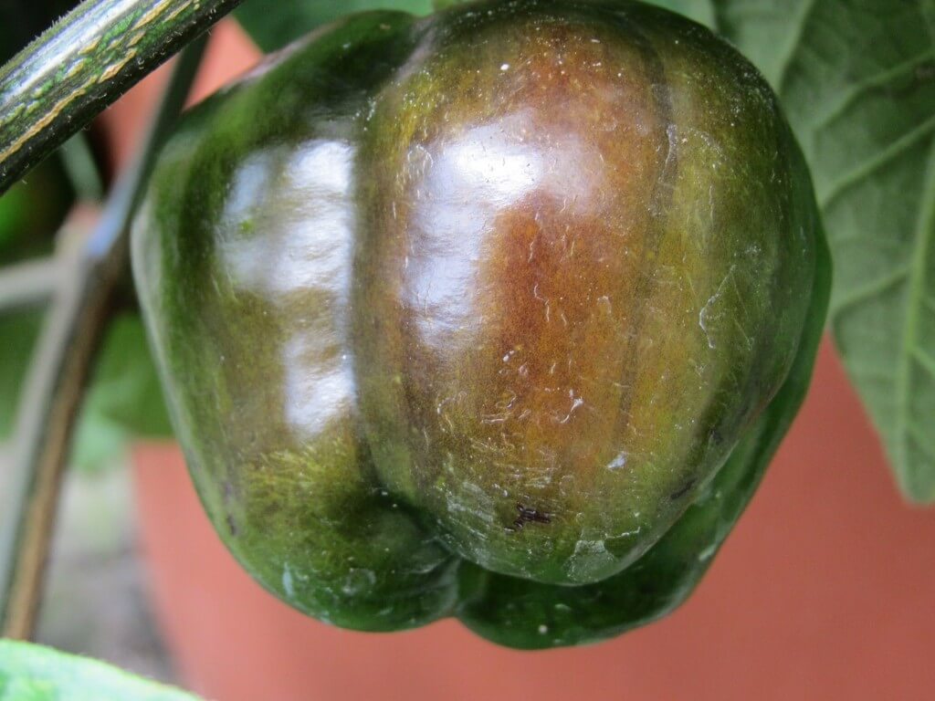 Chili Pflanzen im Herbst 3 Tipps damit die Chilis noch reif werden