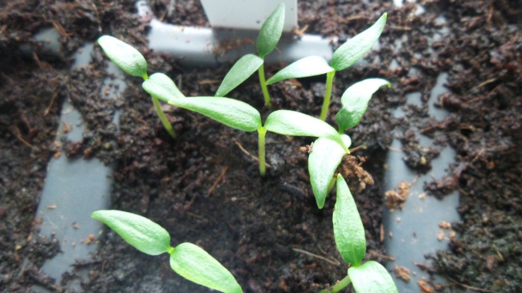 Chilis anbauen -  Aussaat bis Auspflanzen (Crash-Kurs Teil 2)
