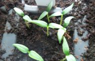 Chilis anbauen -  Aussaat bis Auspflanzen (Crash-Kurs Teil 2)