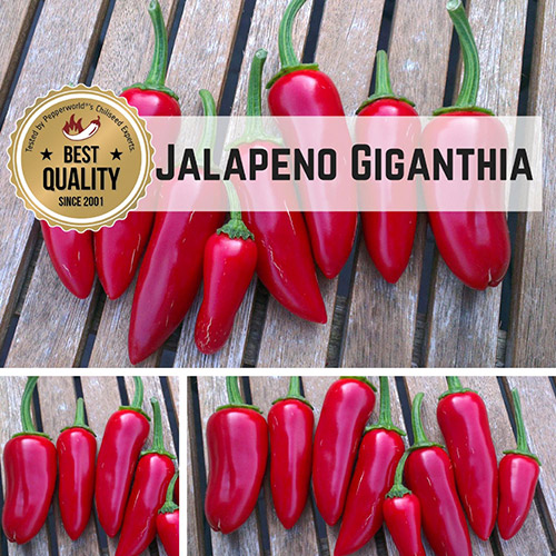 Jalapeno Giganthia BIO Chilipflanze