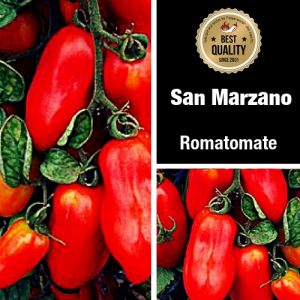 San Marzano Tomate