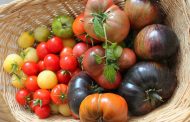 Tomaten – selber anpflanzen – der Crashkurs