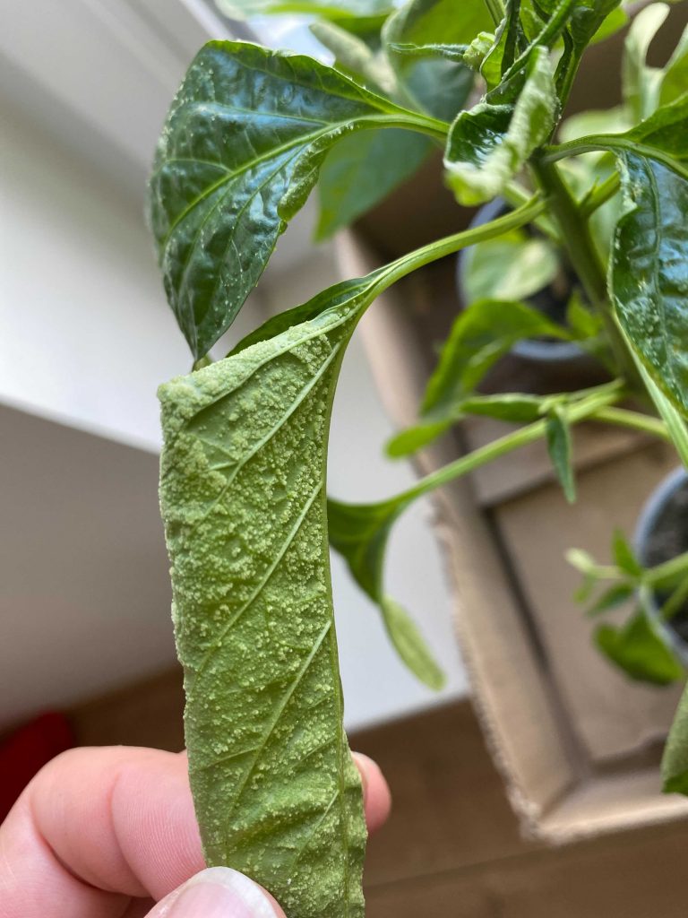 Hilfe, kleine Knubbel bilden sich an den Blättern meiner Chilipflanzen!