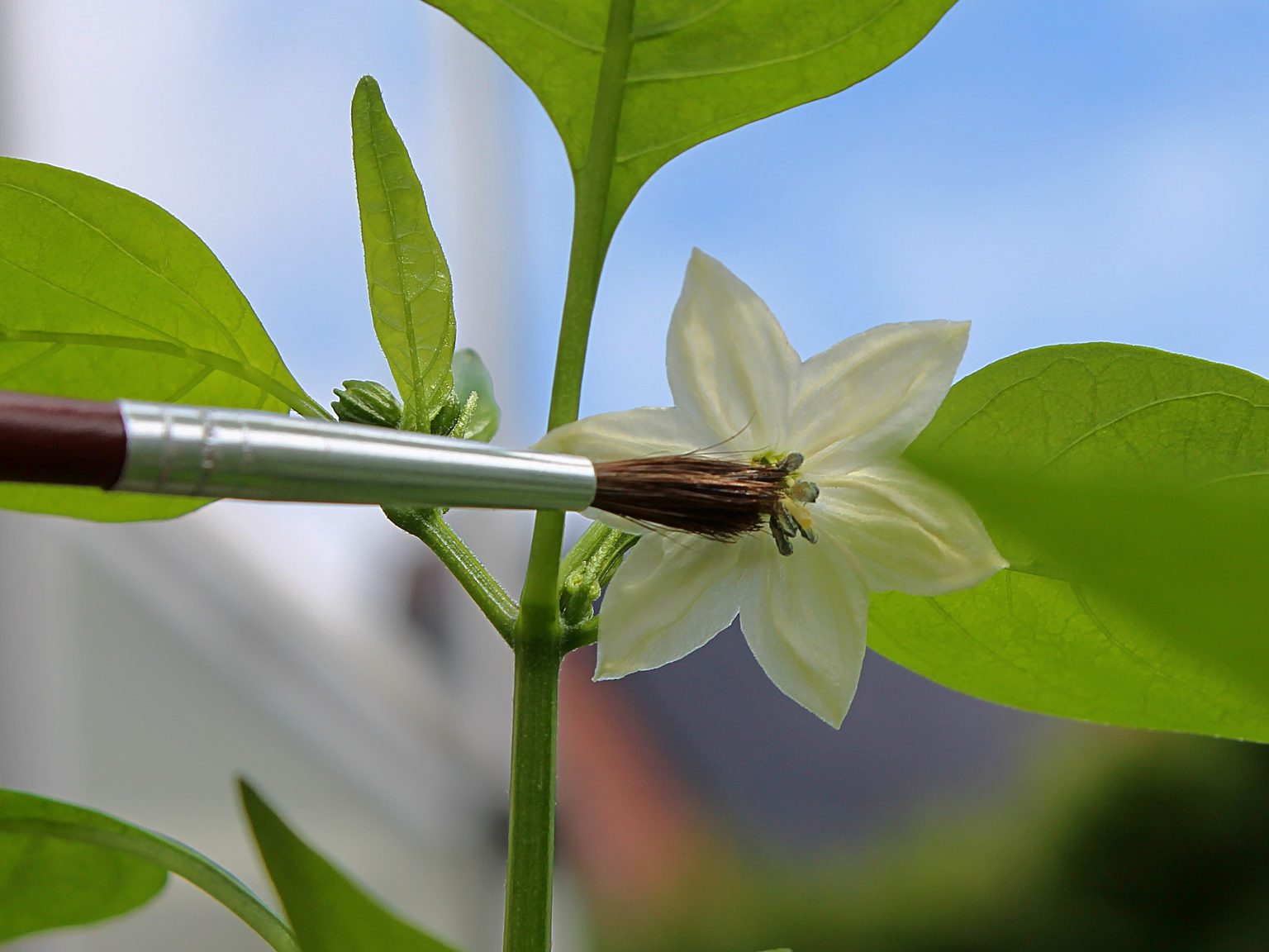 Chiliblüten manuell bestäuben. Wie geht das ? | Pepperworld