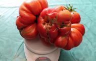 „Catfacing“ bei Tomaten: Ursachen, Erkennung und Vorbeugung