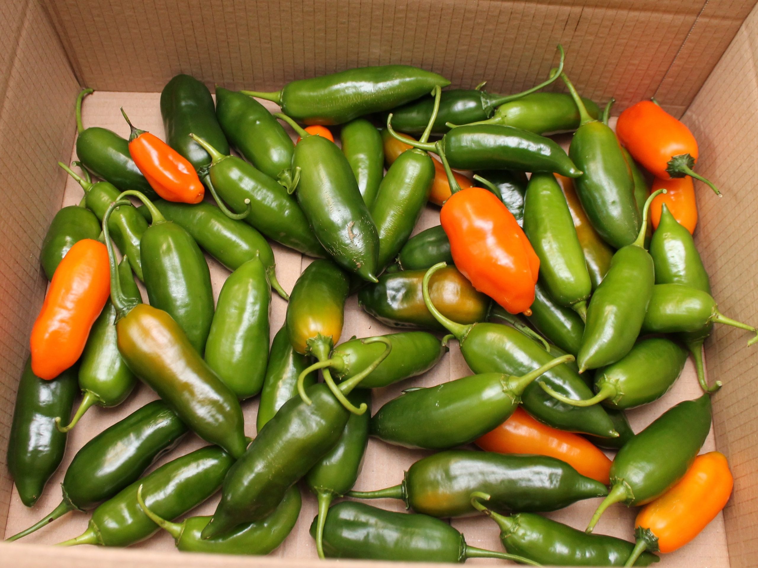 Chilis im Warmen abreifen lassen: Ein Leitfaden | Pepperworld