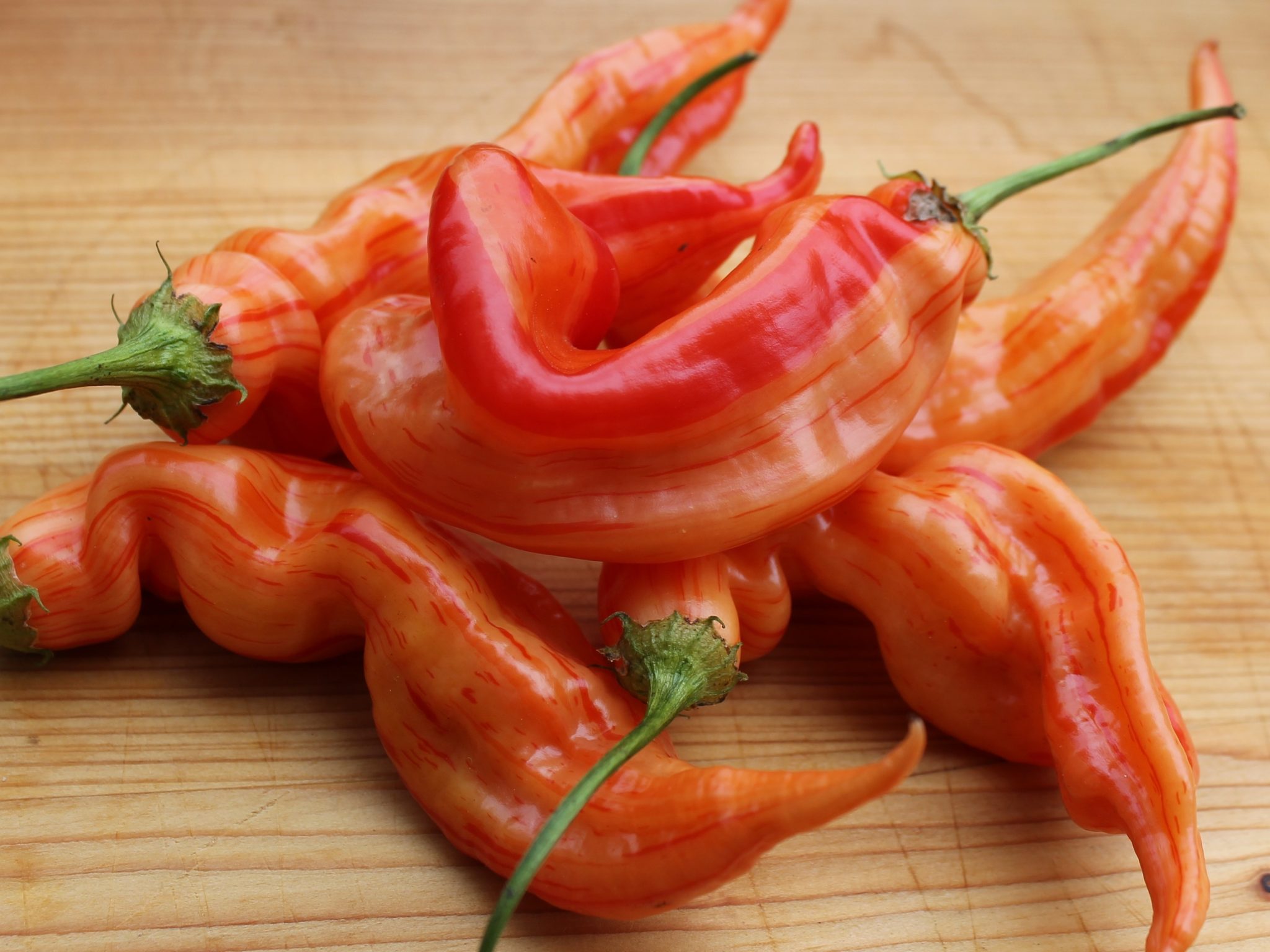 Sugar Rush Peach Stripey: Die wunderschöne, leicht scharfe Chili ...