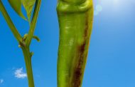 Warum Chilis sich bräunlich färben – natürlicher Sonnenschutz, der später verschwindet!