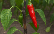 Stängelbrand bei Chilis – Ursachen, Symptome und Vorbeugung