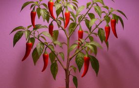 Lohnt es sich, Chilis zu überwintern?