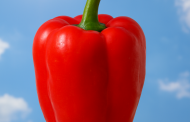 Warum sind manche Paprika scharf, obwohl sie eigentlich mild sein sollten