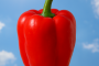 Warum sind manche Paprika scharf, obwohl sie eigentlich mild sein sollten