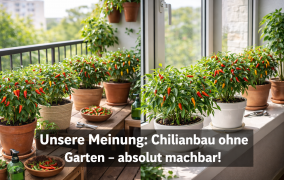 Chilis anbauen ohne Garten – geht das wirklich?